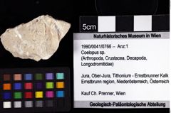 Foto (Objket + Etiketten) von Coelopus sp. 